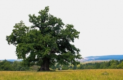 „Batranul Carpatilor”, cel mai in varsta concurent la Arborele Anului: Are 900 de ani! (FOTO)
