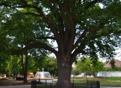 Stejarul lui Avram Iancu, mandria Blajului de peste 600 de ani