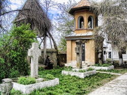 Salcami japonezi seculari, in curtea bisericii "Adormirea Maicii Domnului"   