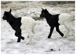 Zana din Poiana si mioarele "laptoase": Ispita ciobanilor neprihaniti din Bistrita