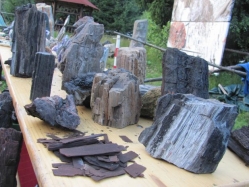 Padurea impietrita din Poiana Lupului: Muzeul lemnului pietrificat de la Garana