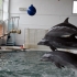Atentie turisti: Delfinii de pe litoral ar putea fi purtatorii unor boli transmisibile
