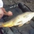 Crap urias, pescuit de doi tineri la Dumbravioara: Vezi exemplarul! (VIDEO)