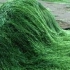 Pericol pentru turisti: Peste 220 de tone de alge, intr-o singura zi la Mamaia
