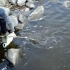 Doi amatori pescuiesc o stiuca de 10 kg cu punga si minciocul! (VIDEO)