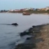 „Monstrul” din Costinesti: Un mistret negru se scalda in apa marii! (VIDEO)