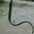 „Sarpe” cu aripioare lung de un metru, pescuit accidental (VIDEO)