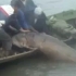 De cati pescari e nevoie sa transporti un morun de 200 kg? (VIDEO)