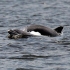 Inca doi delfini, gasiti morti in largul marii. Alti 15, salvati la timp
