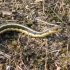Invazie de serpi in Buzau: „De regula evita zonele locuite”