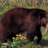 Un alt urs capturat in cartierul Racadau din Brasov
