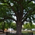 Stejarul lui Avram Iancu, mandria Blajului de peste 600 de ani