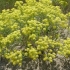 Cum s-au format Dunele Marine de la Agigea si ce plante unice adapostesc