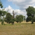 Stejari seculari langa Sighisoara: Cel mai batran arbore are 700 de ani!