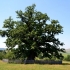 Un nou traseu turistic, deschis catre cel mai batran stejar din Romania