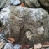 Fosile marine cu o vechime de 70 de milioane de an, gasite din intamplare de o echipa de muncitori in Muntii Cozia