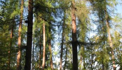 Rezervatia Naturala Padurea de Larice de la Vidolm Alba