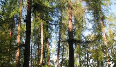 Rezervatia Naturala Padurea de Larice de la Vidolm Alba