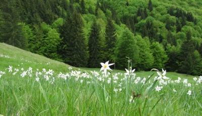 Rezervatia naturala Poiana cu Narcise Alba