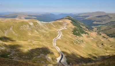 Transalpina Alba