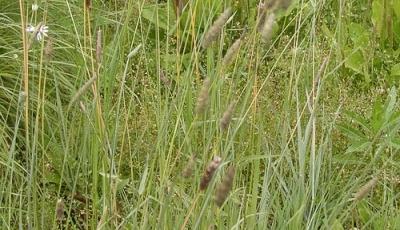 Rezervatia Naturala Solurile saraturate de la Socodor Arad