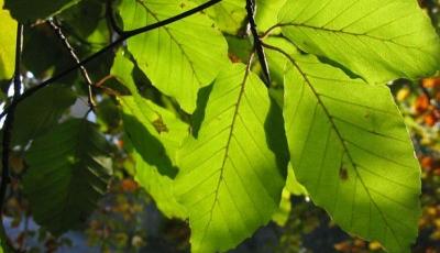 Rezervatia naturala Arboretul de fag secular de la Raul Mic Arad