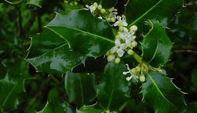 Rezervatia naturala Dosul Laurului Arad Arad