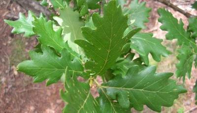 Rezervatia naturala Runcu-Grosi  Arad Arad