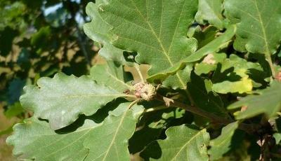 Rezervatia naturala de la Carand Arad