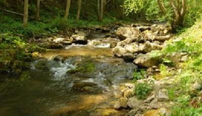 Rezervatia naturala Bucias Bacau