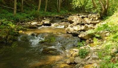 Rezervatia naturala Bucias Bacau