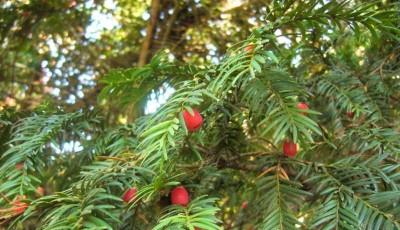 Rezervatia naturala Izvorul Alb Bacau