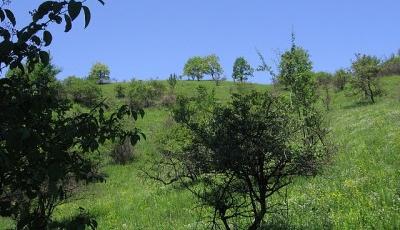 Rezervatia naturala Perchiu Bacau