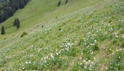 Rezervatia Naturala Poiana cu narcise de pe Masivul Saca Bistrita-Nasaud