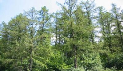 Rezervatia naturala Padurea Posmus Bistrita-Nasaud