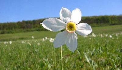 Rezervatia naturala Poiana cu narcise de pe sesul Mogosenilor Bistrita-Nasaud