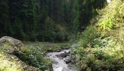 Rezervatia naturala Valea Repedea Bistrita-Nasaud