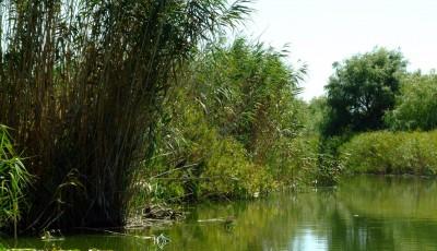 Lacul Tataru Braila