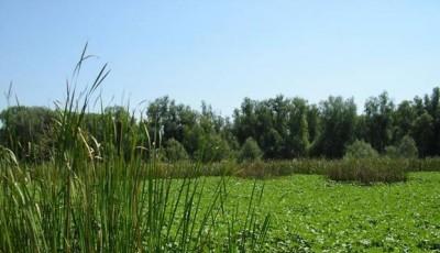 Parcul Natural Balta Mica a Brailei Braila