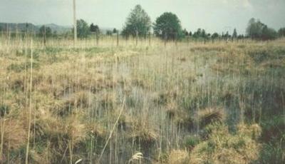Rezervatia Naturala Mlastina Harman