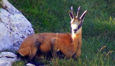 Rezervatia naturala Culmile Siriului Buzau