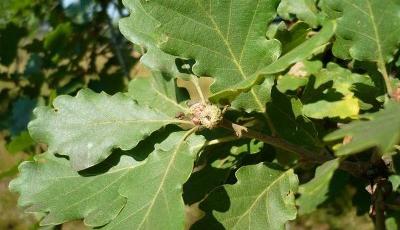 Rezervatia naturala Padurea Crivineni Buzau