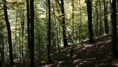 Rezervatia naturala Padurea Frasinu Buzau