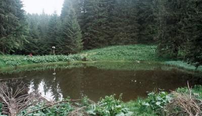 Rezervatia naturala Padurea Gavanu Buzau