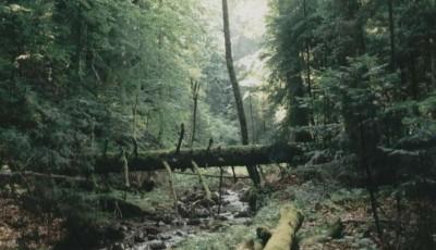 Rezervatia naturala Padurea Hartagu Buzau