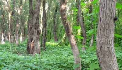 Rezervatia naturala Ostrovul Ciocanesti Calarasi