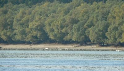 Rezervatia naturala Ostrovul Haralambie Calarasi