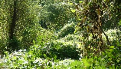 Rezervatia naturala Ostrovul Soimul Calarasi