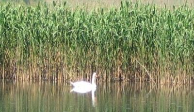 Lacul Vederoasa din Aliman Constanta