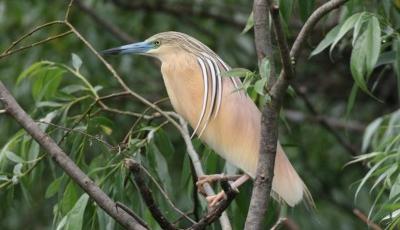 Rezervatia Naturala refugiul ornitologic Corbu Nuntasi Istria Constanta